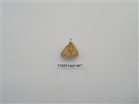 藏品(尺蠖蛾科)的圖片